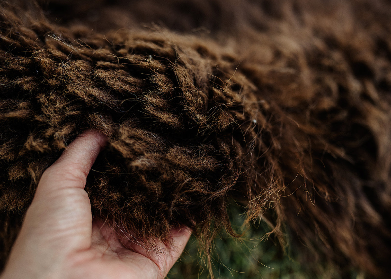 Large Huacaya Alpaca Hides