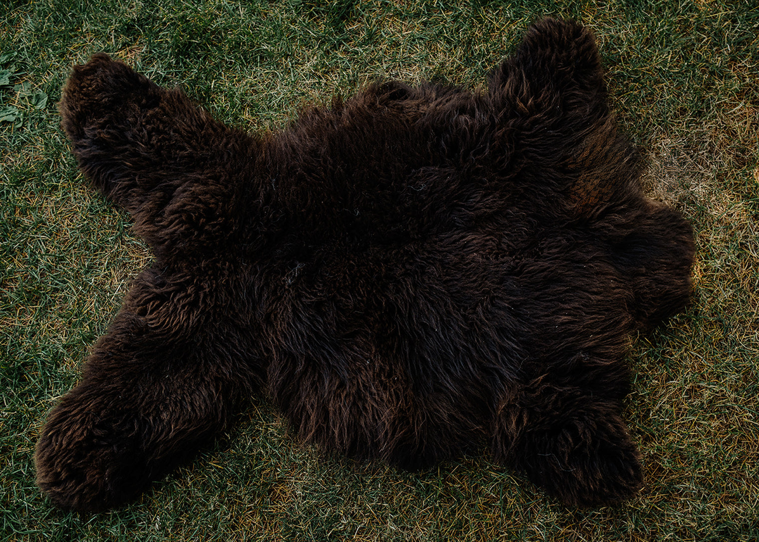 Large Huacaya Alpaca Hides