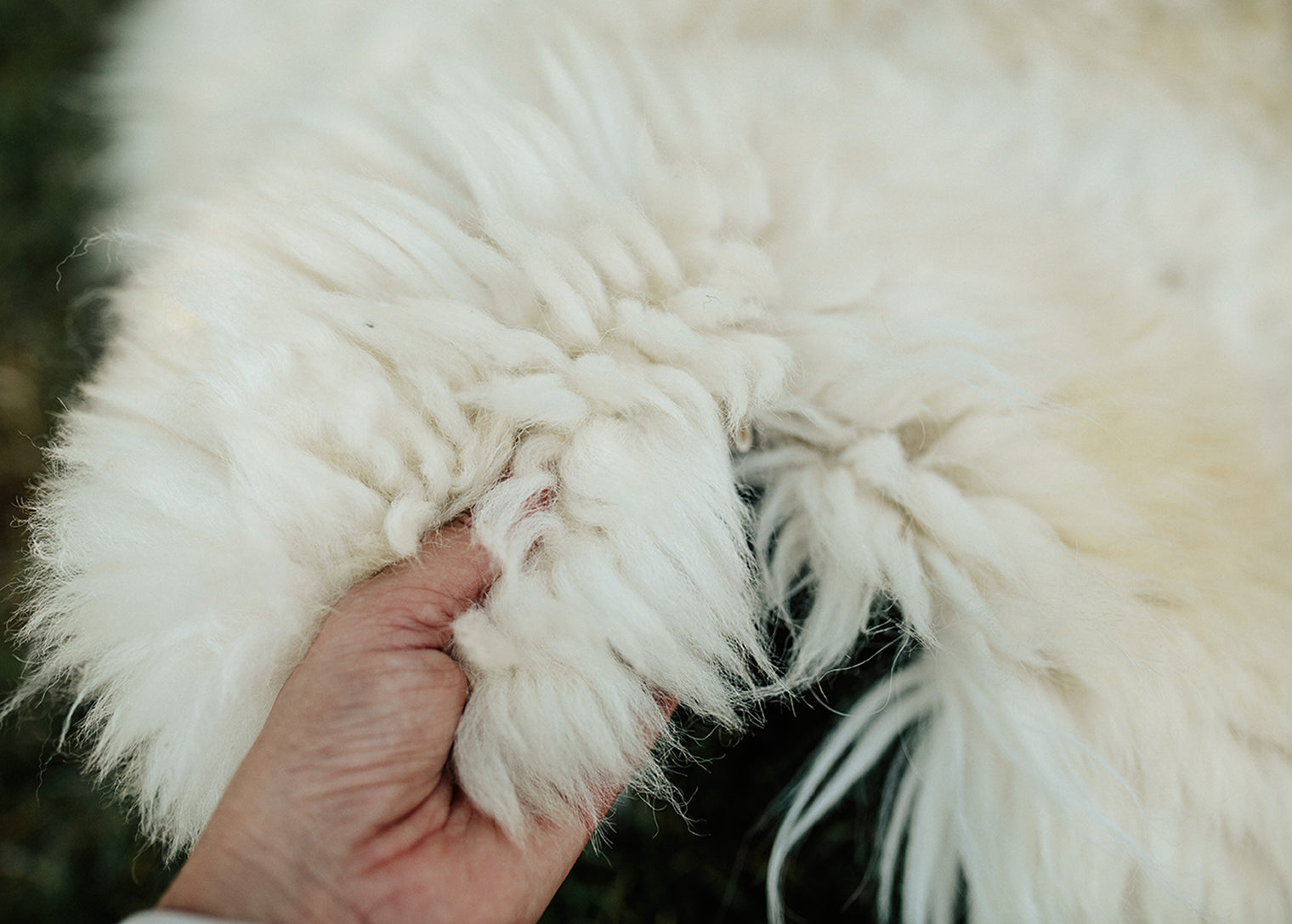 X-Large Huacaya Alpaca Hides