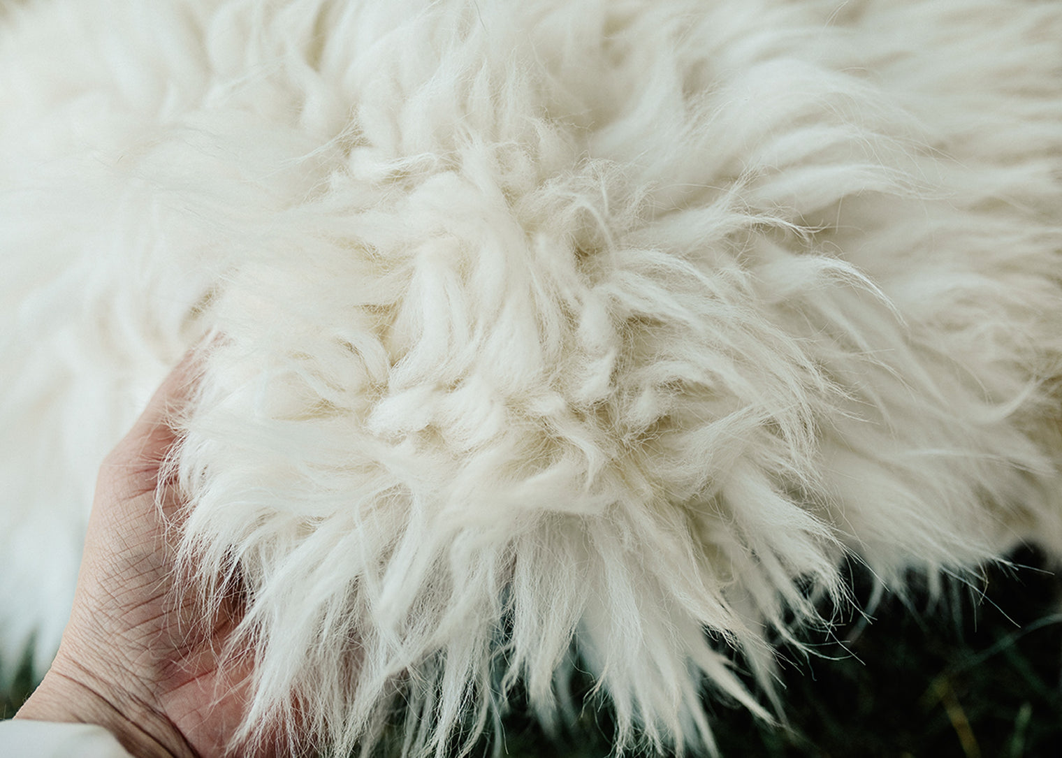 Large Huacaya Alpaca Hides