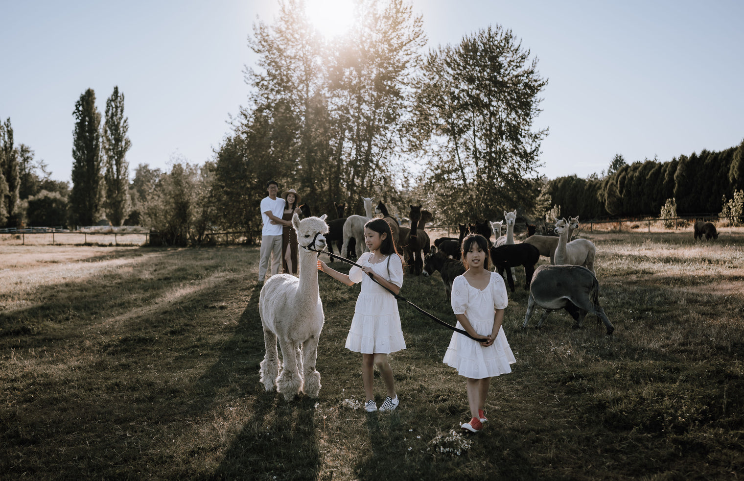 Alpaca Walks (PRIVATE)