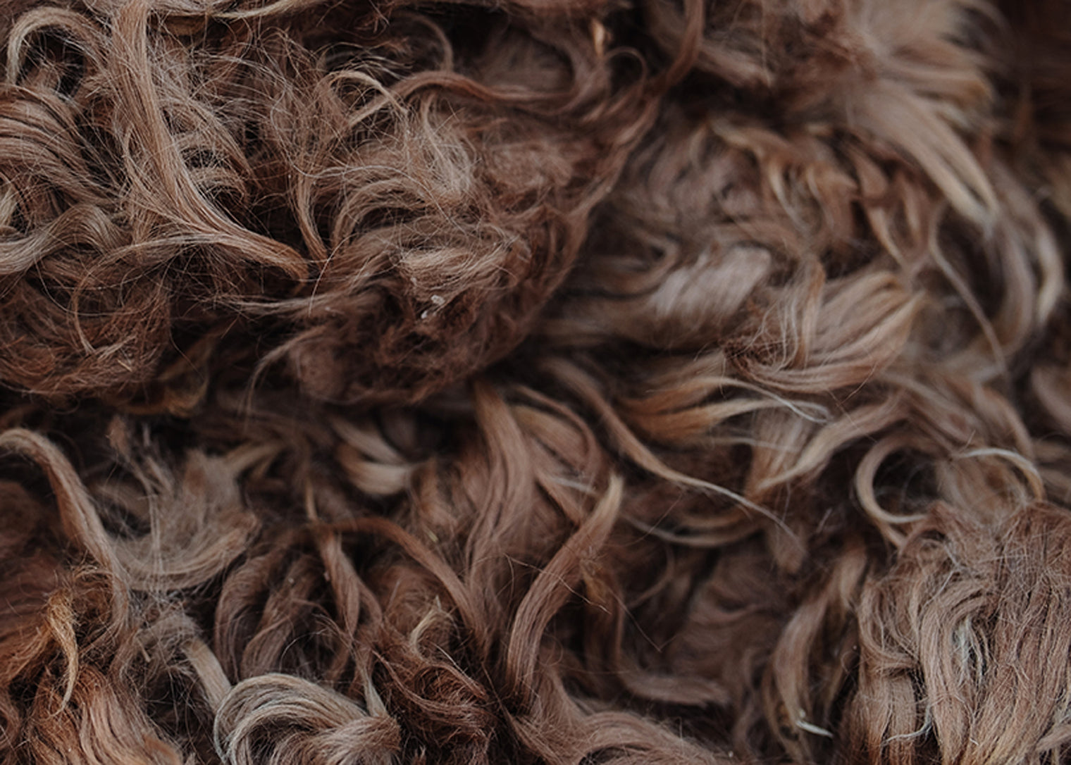 Alpaca Fleece