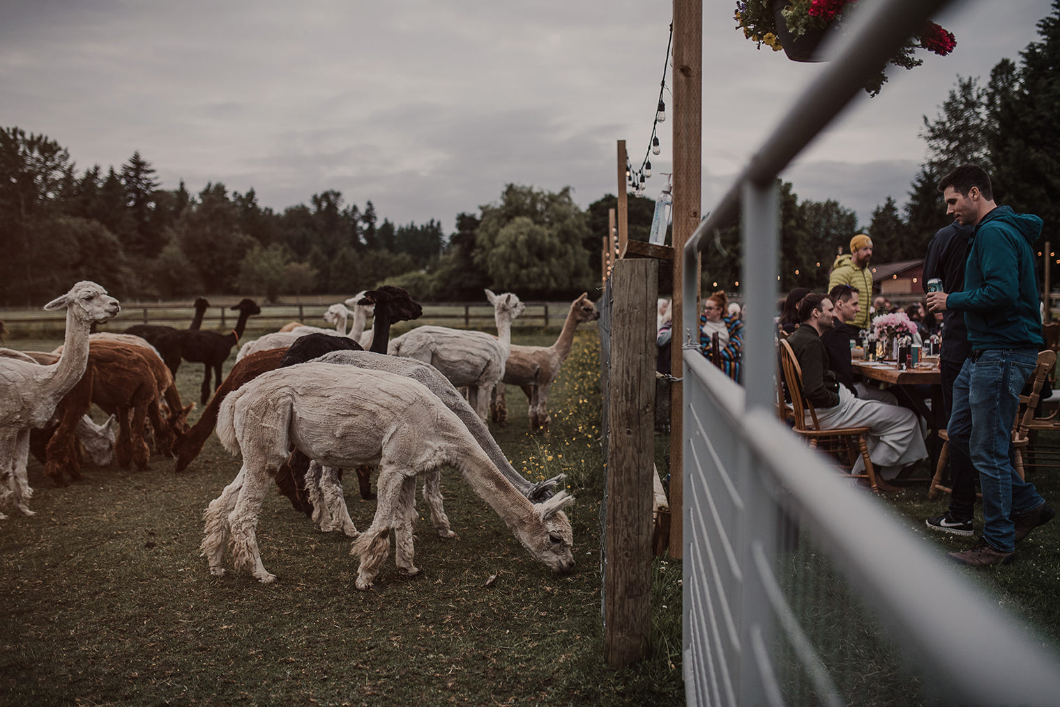 Boogie in the Barn Music Bingo