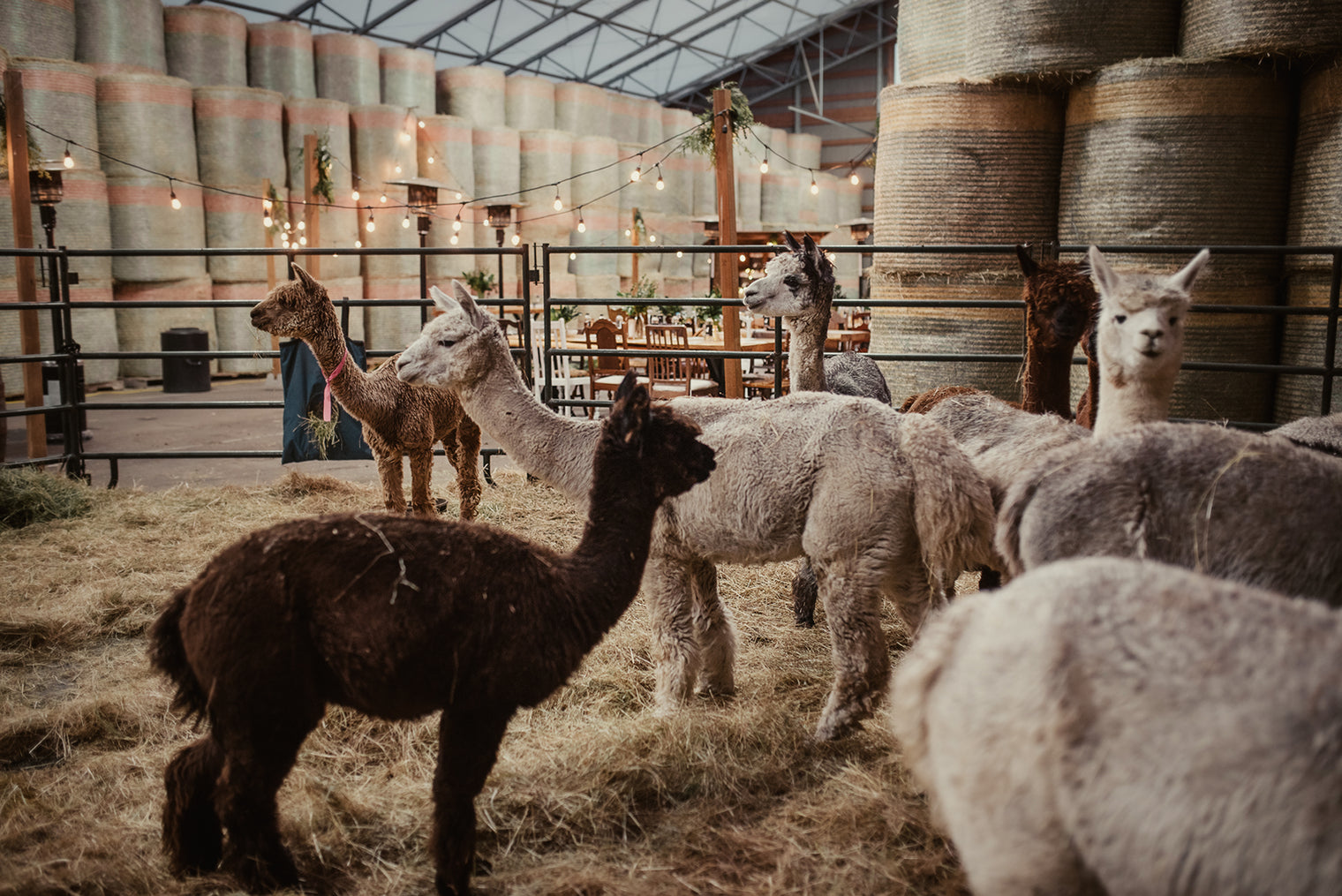 Boogie in the Barn Music Bingo