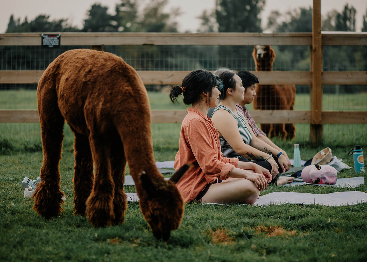 Alpaca Yoga - June 27th, 2026