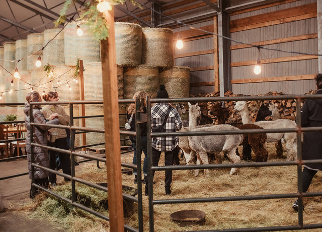 Boogie in the Barn Music Bingo