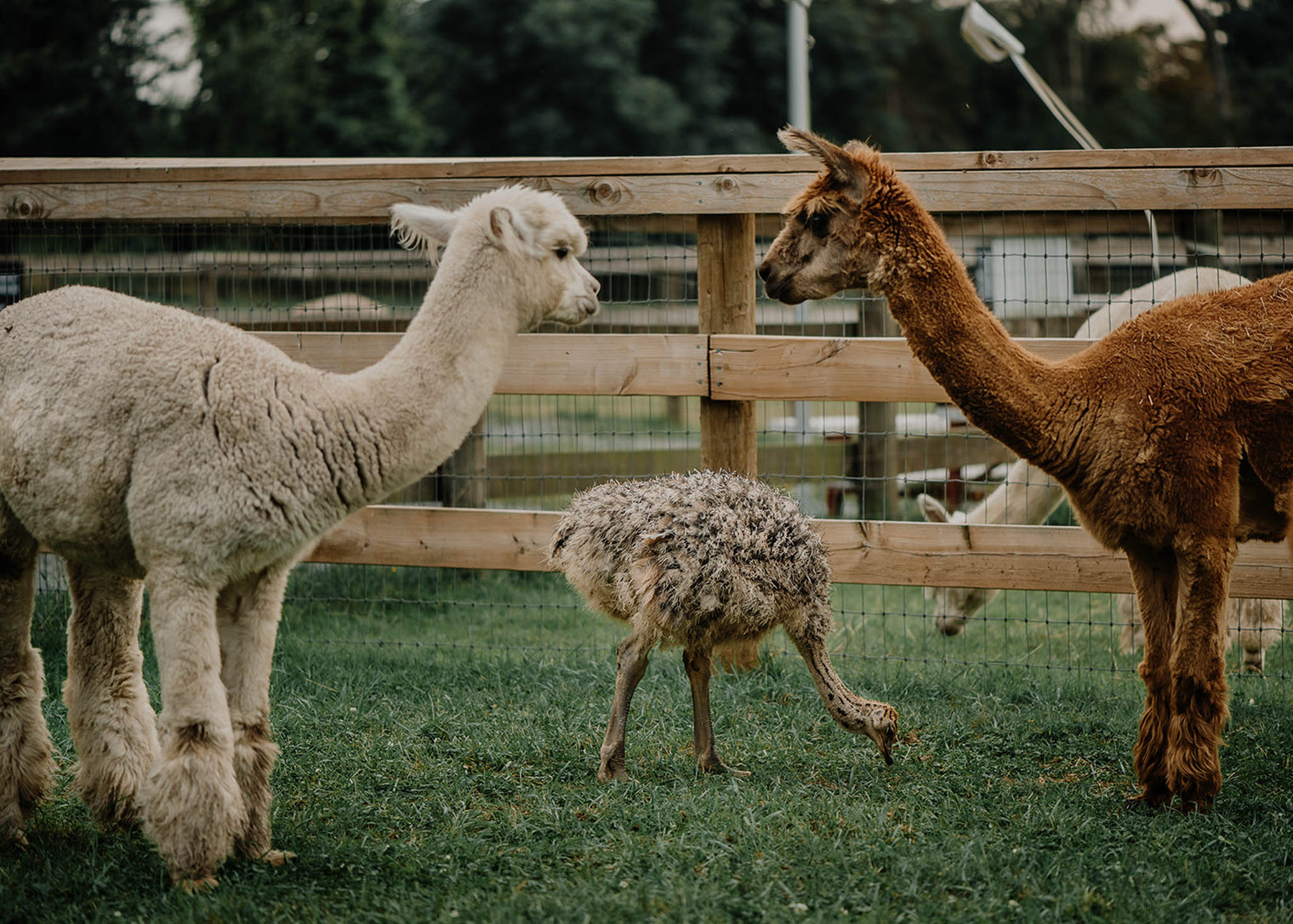 Alpaca Yoga - June 27th, 2026