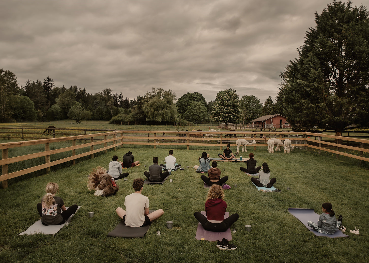 Alpaca Yoga - September 29th, 2026