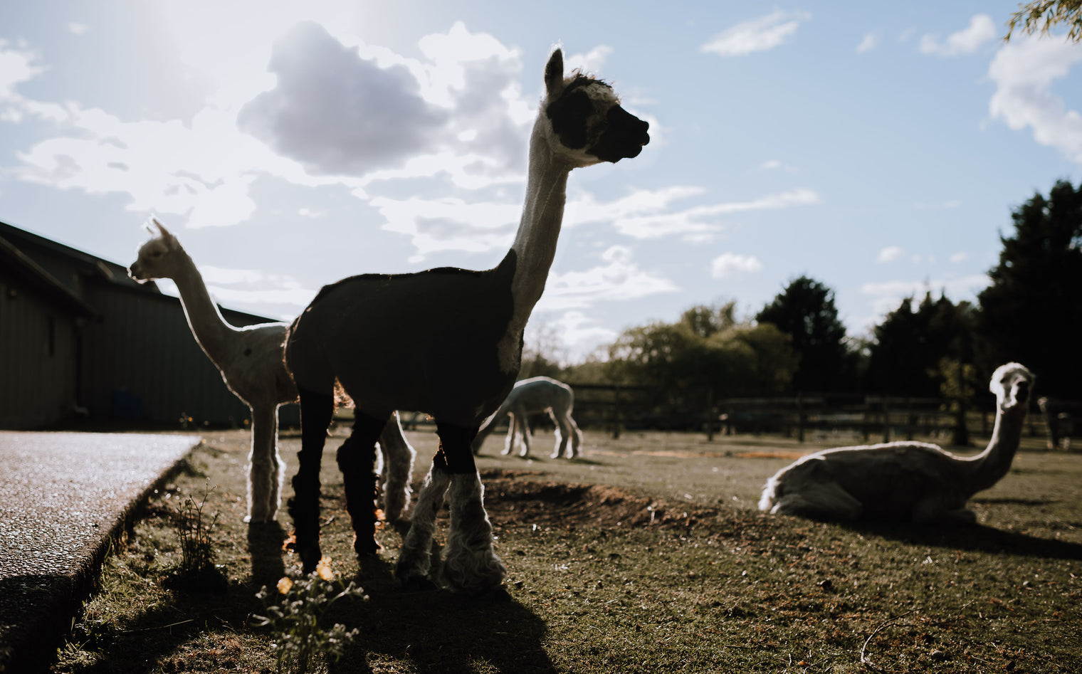 Public Alpaca Tours