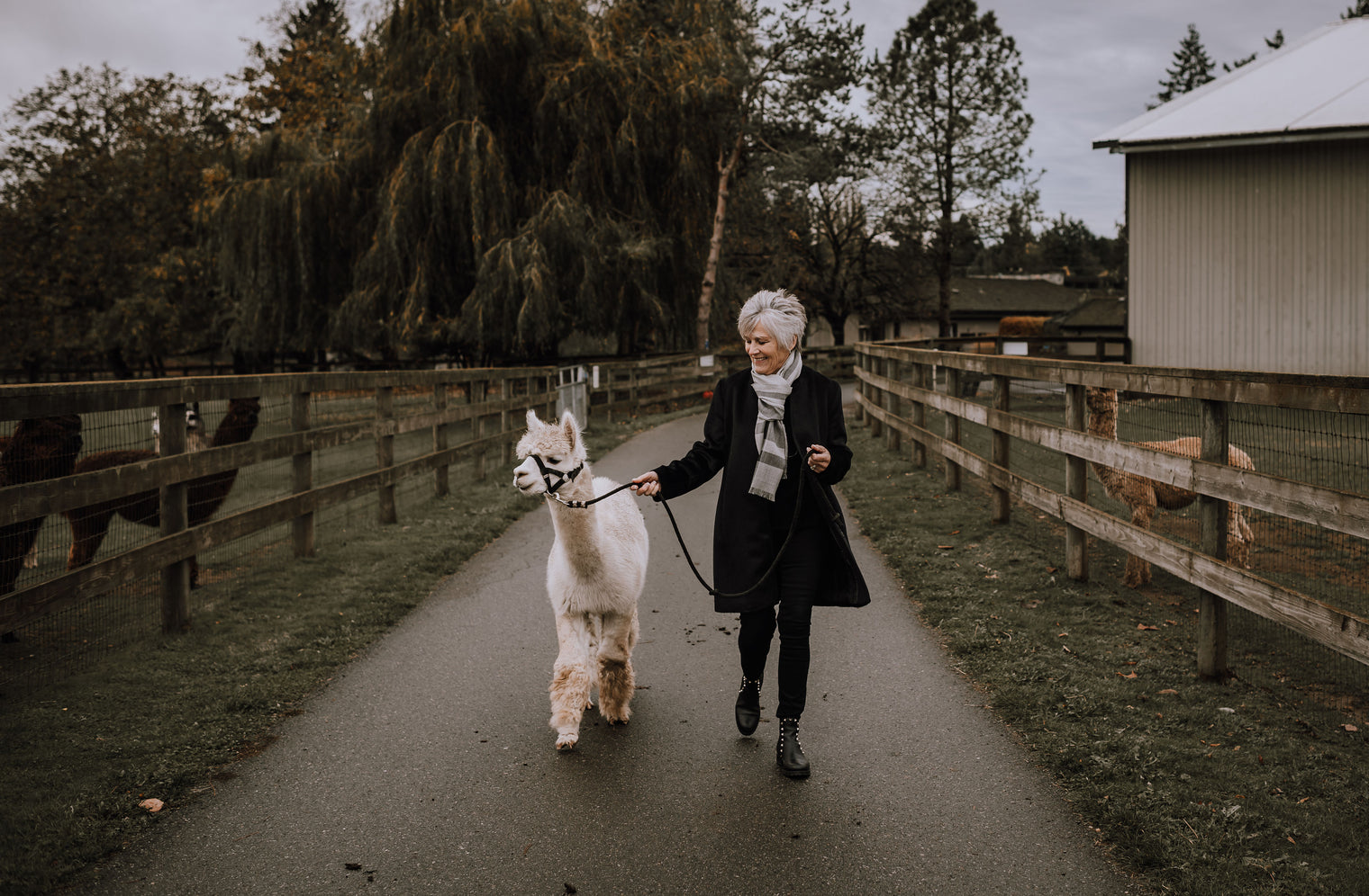 Alpaca Walk (Friday) @ 11:00 am