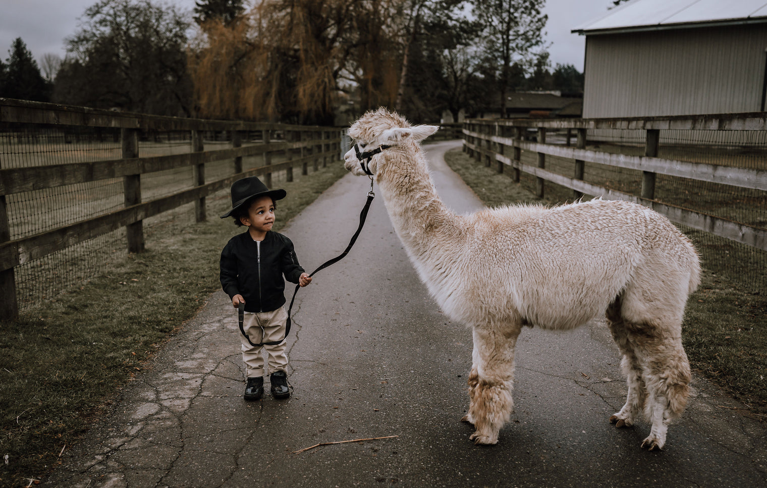 Alpaca Walk (Sunday) @ 11:00 am