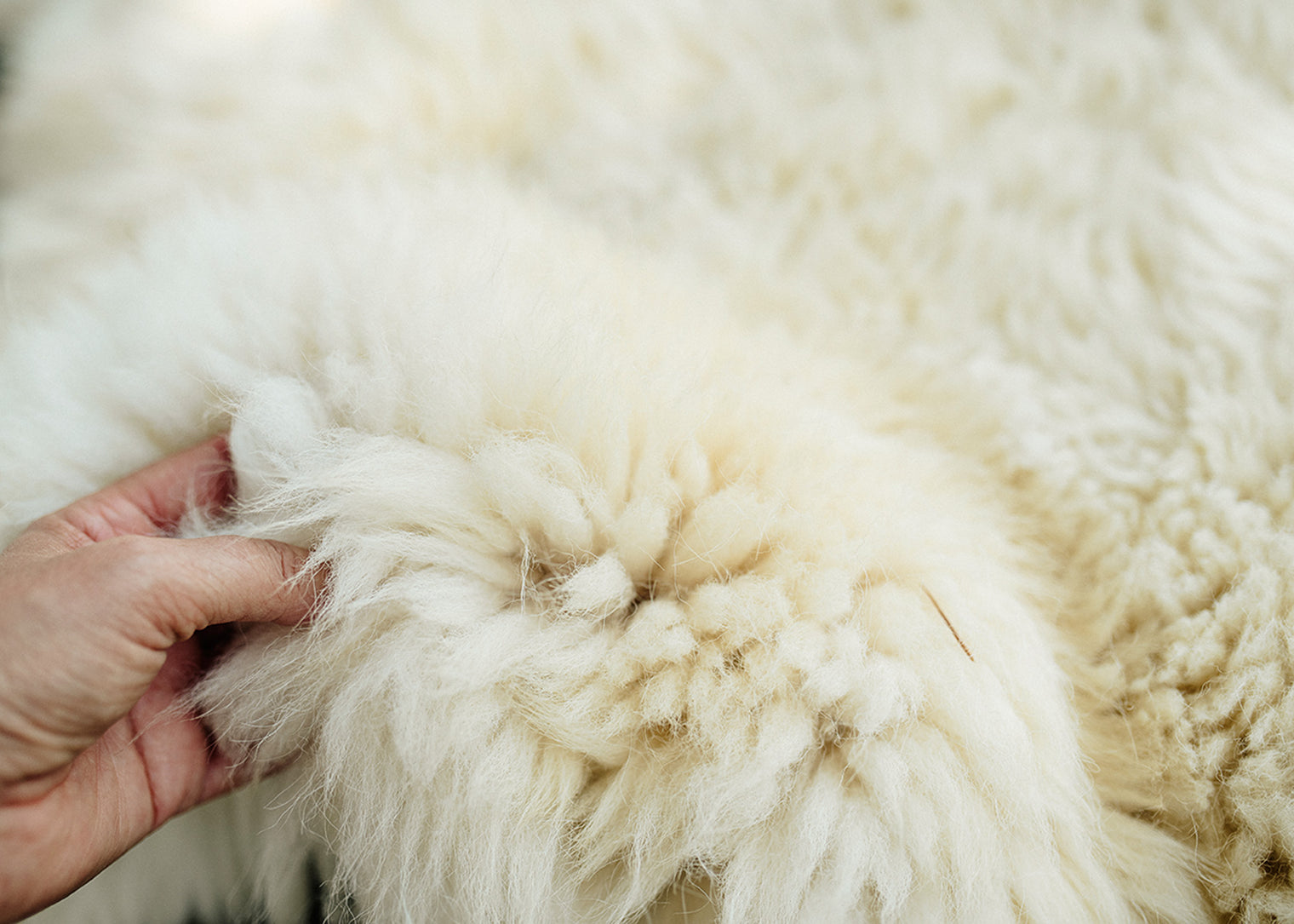 X-Large Huacaya Alpaca Hides
