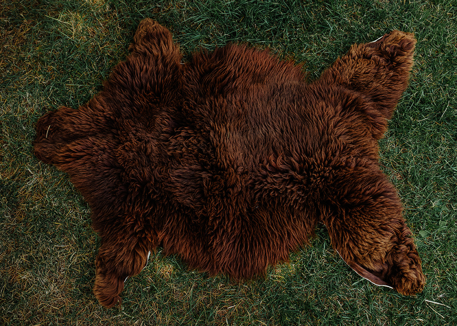 Large Huacaya Alpaca Hides
