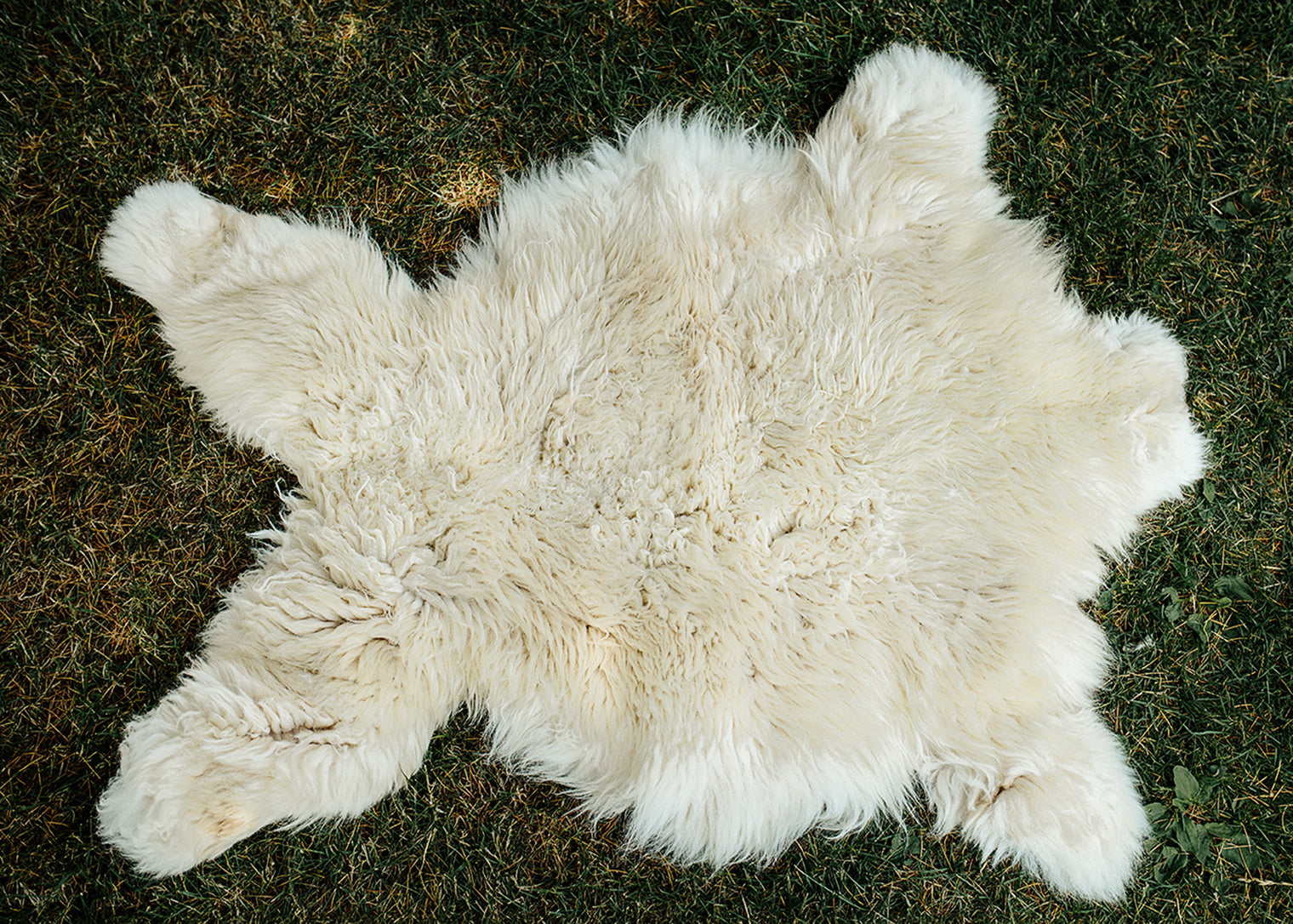 Large Huacaya Alpaca Hides