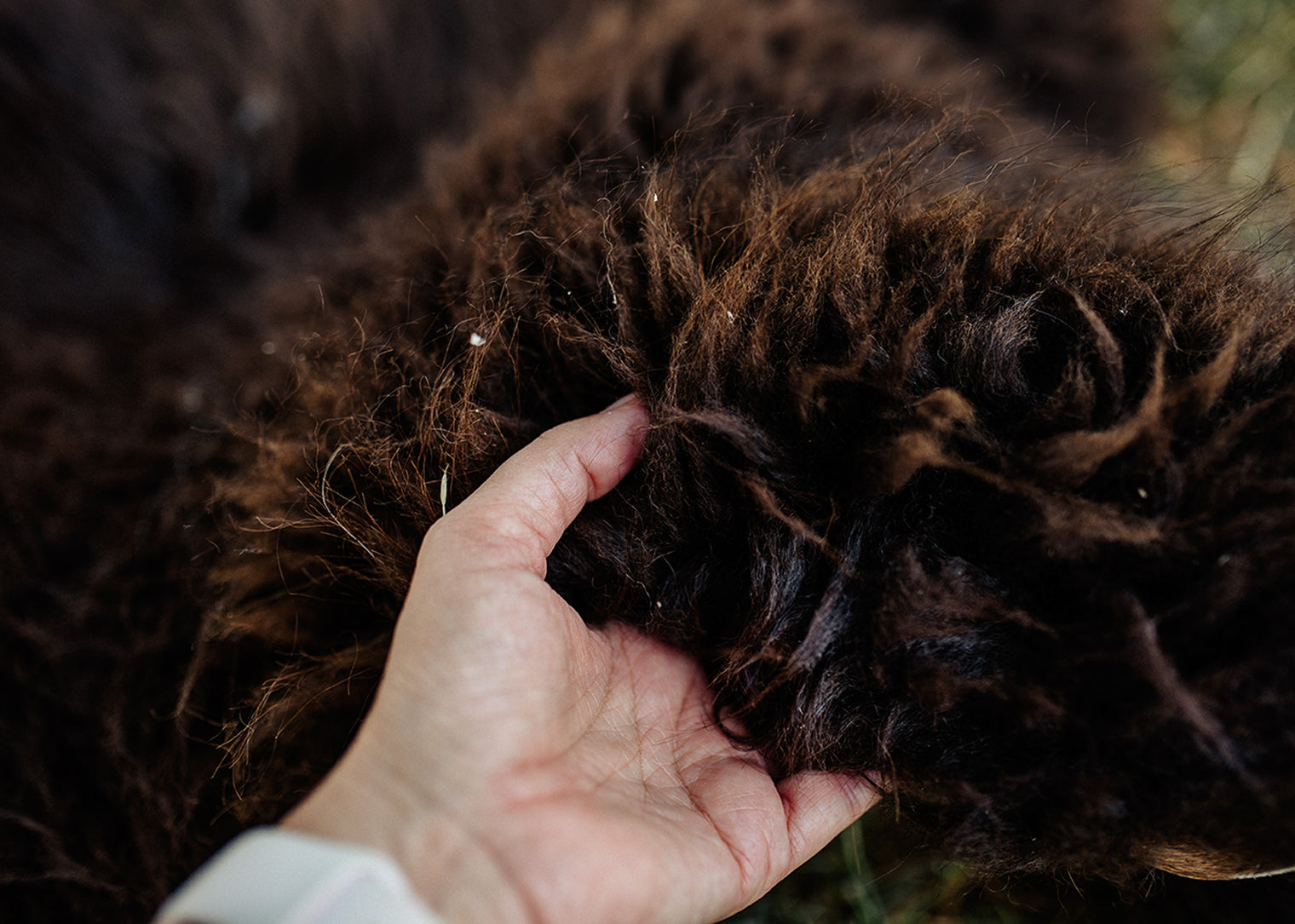 Large Huacaya Alpaca Hides