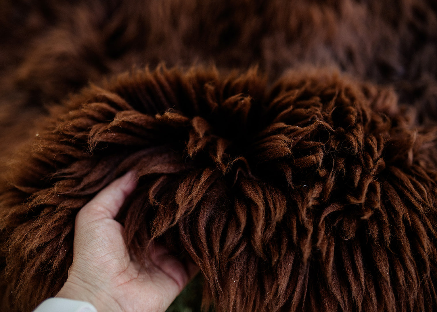 Large Huacaya Alpaca Hides