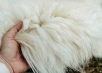 Medium Huacaya Alpaca Hides