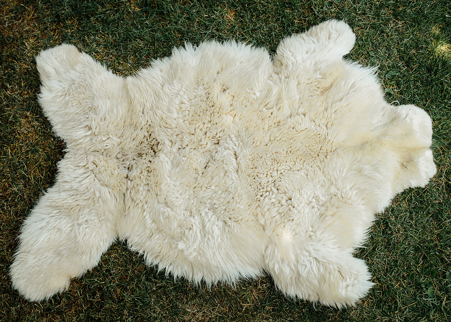 X-Large Huacaya Alpaca Hides