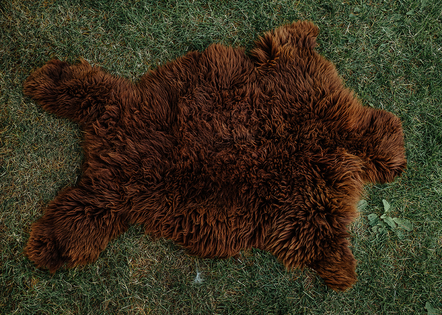 Large Huacaya Alpaca Hides