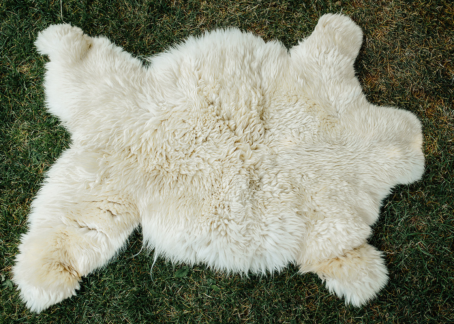 Large Huacaya Alpaca Hides