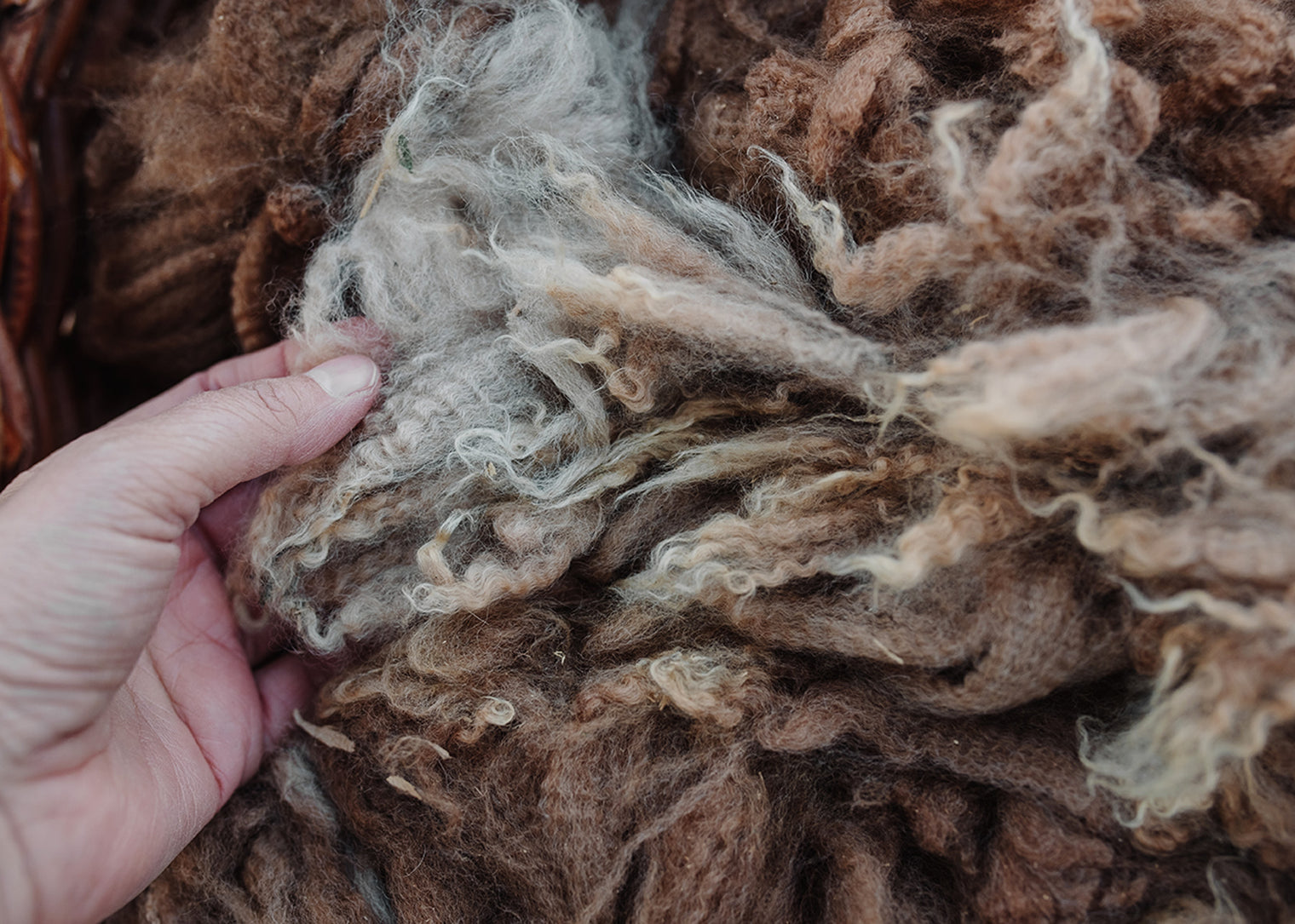 Alpaca Fleece