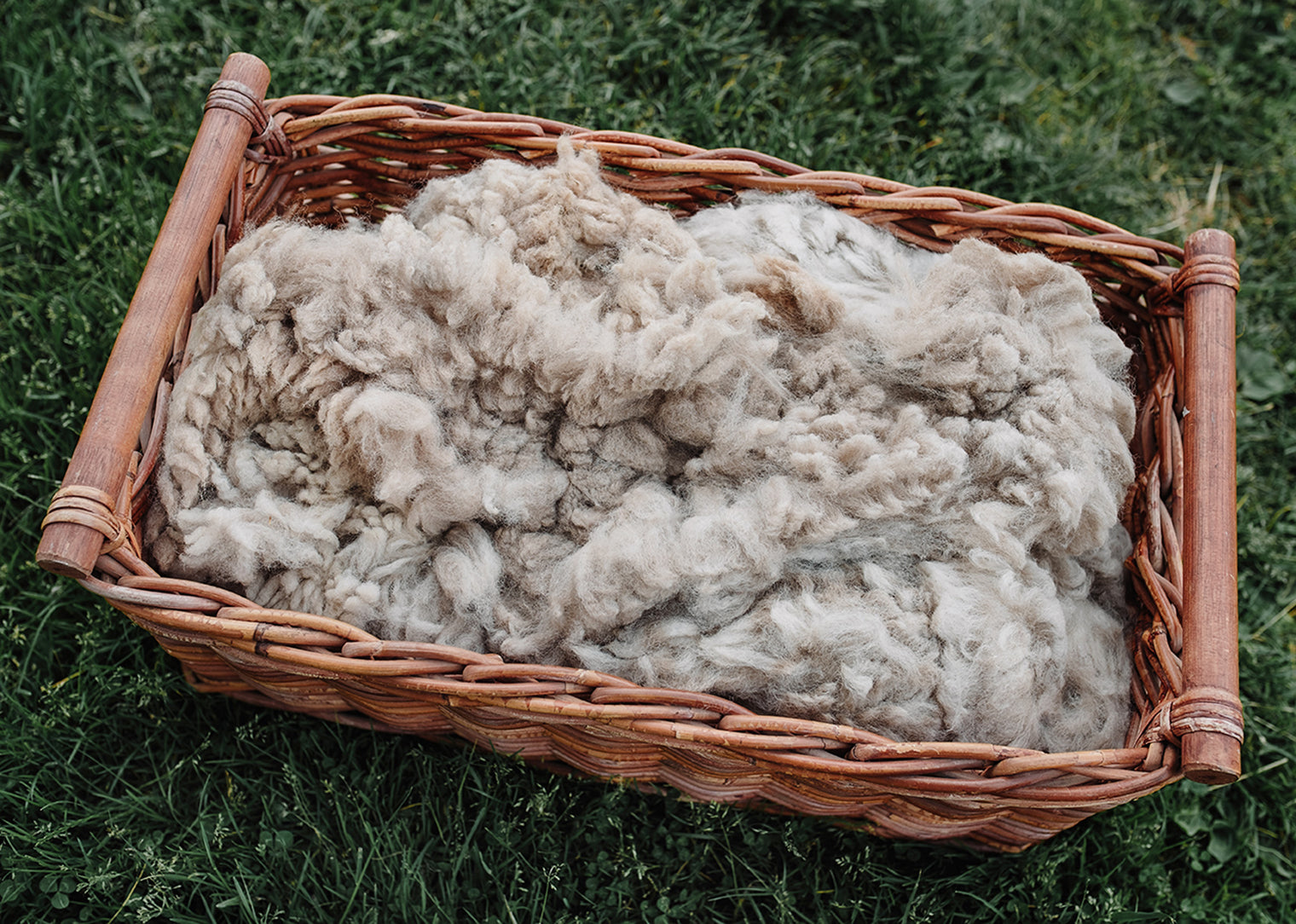 Alpaca Fleece