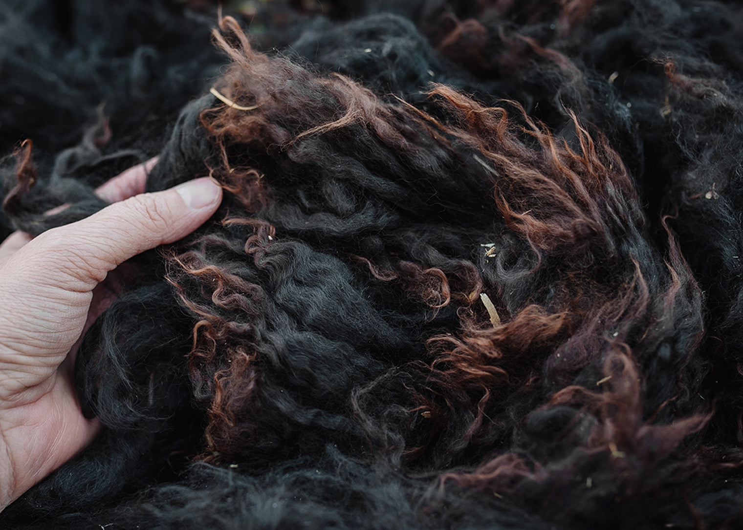 Alpaca Fleece