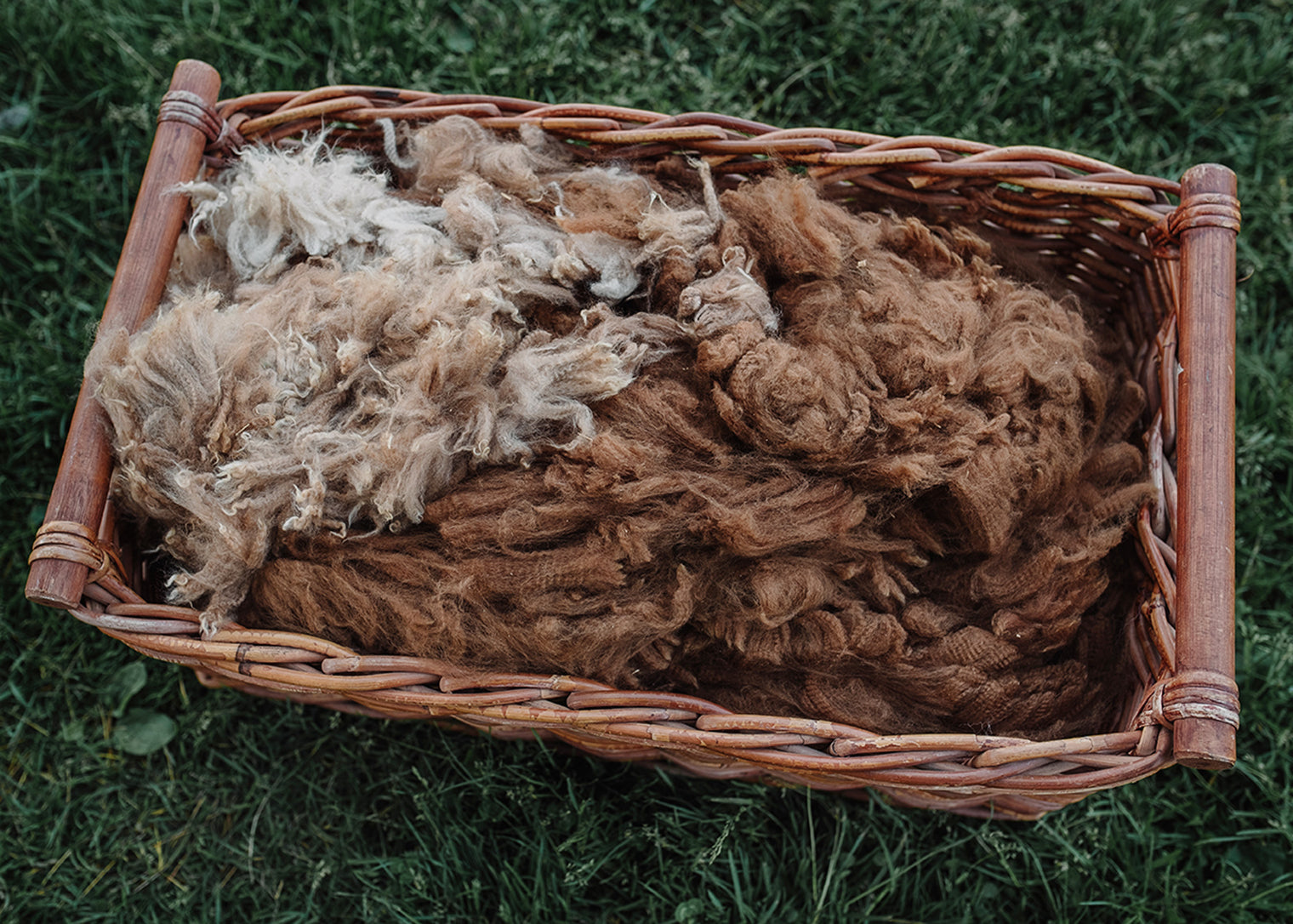 Alpaca Fleece