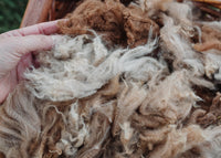 Alpaca Fleece