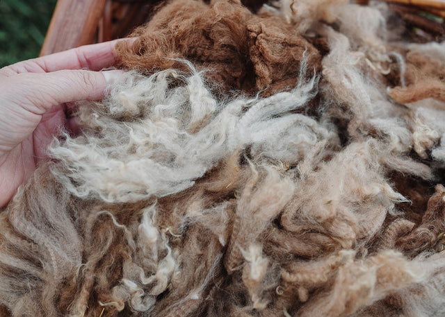 Alpaca Fleece