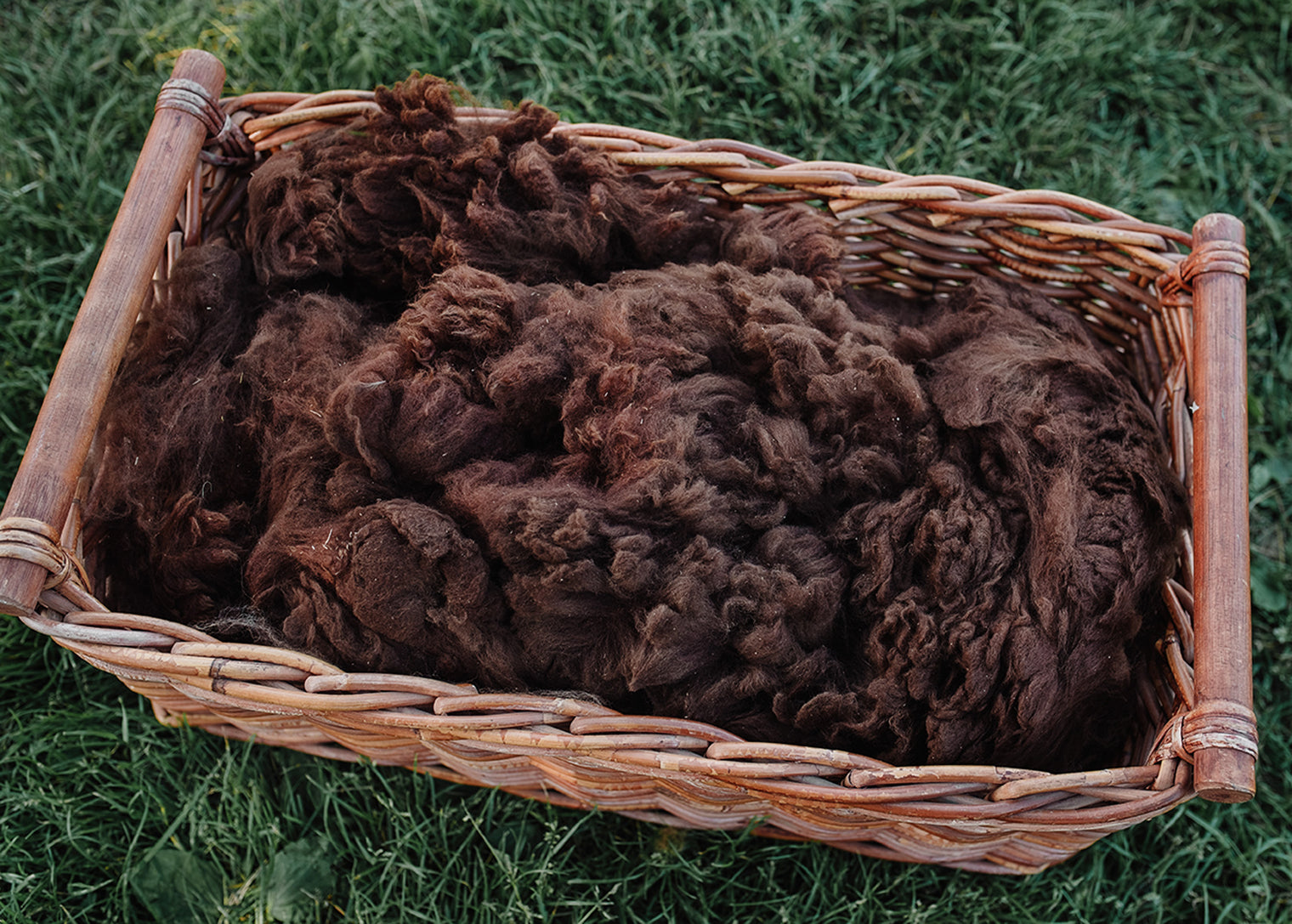 Alpaca Fleece