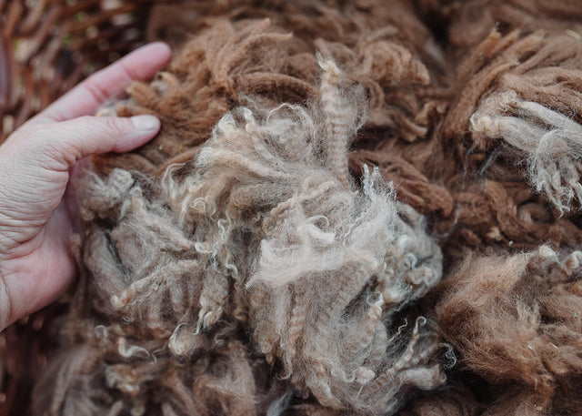 Alpaca Fleece