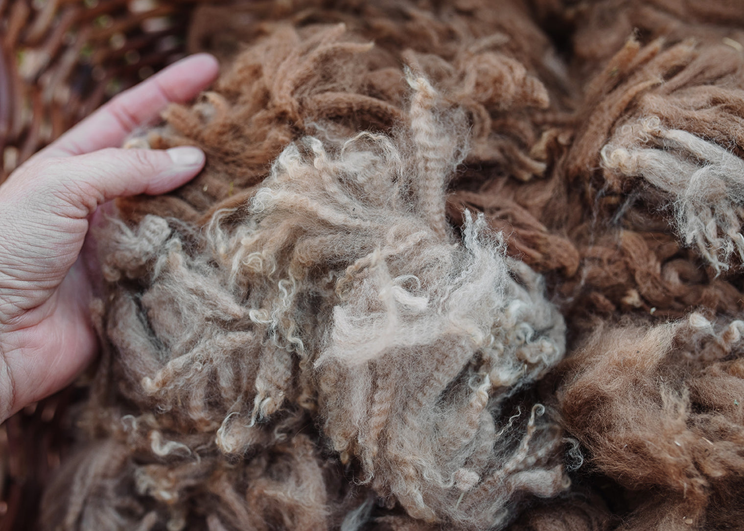 Alpaca Fleece