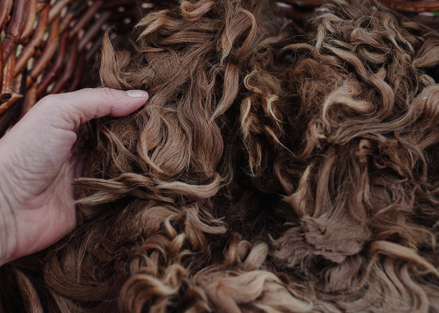 Alpaca Fleece