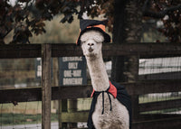 Spooky Alpaca Yoga - Friday, October 23rd, 2026