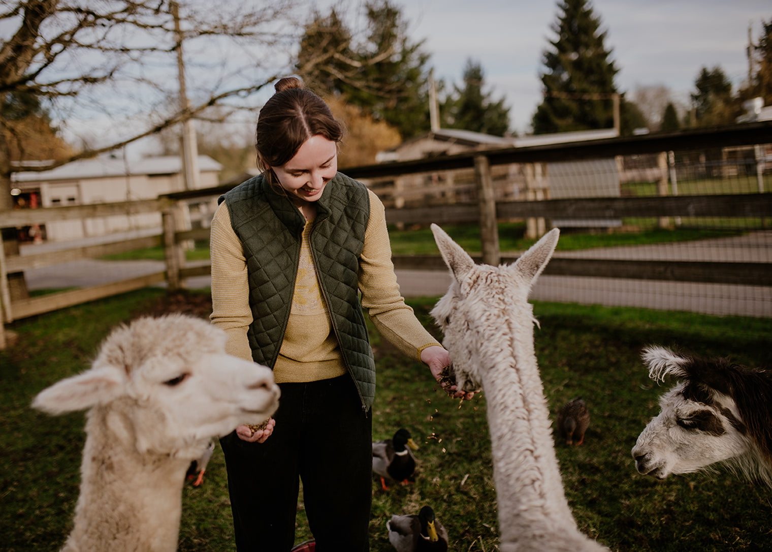 Ladies' Alpaca Pullover Sweater w/Motif Panel