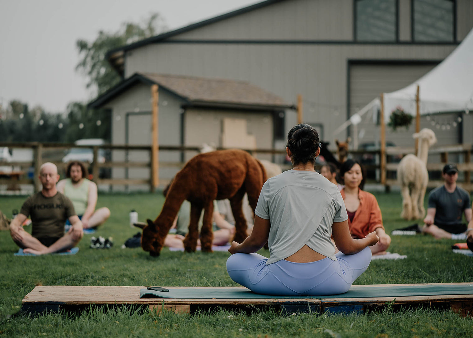 Alpaca Yoga - June 27th, 2026