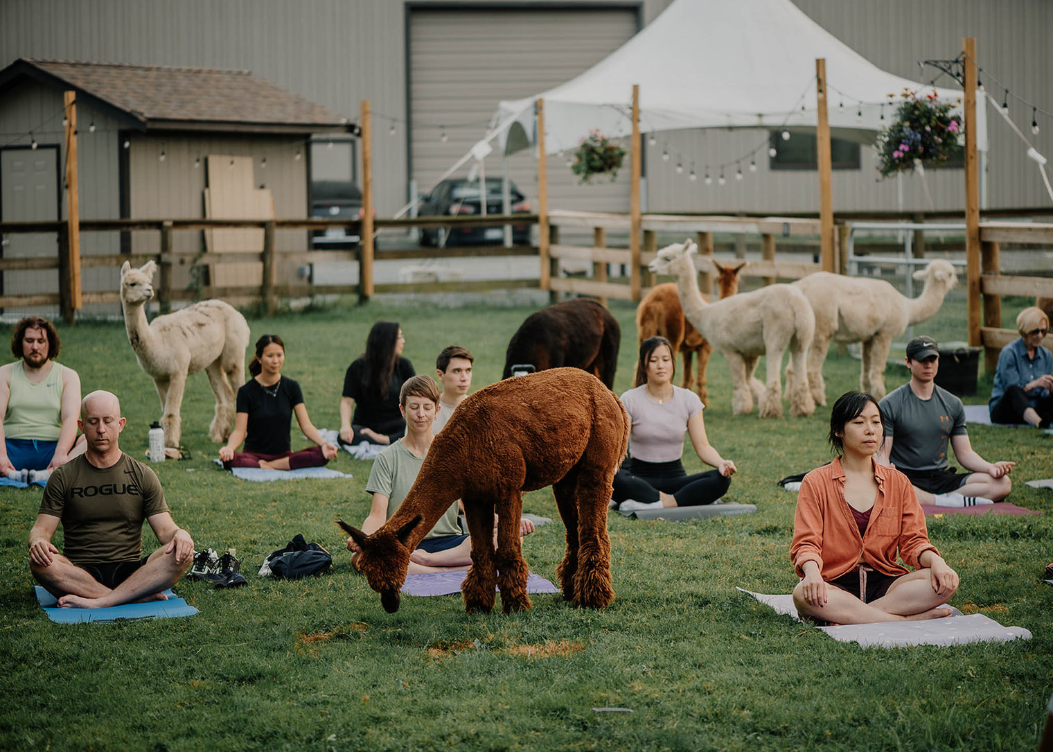 Alpaca Yoga - June 27th, 2026