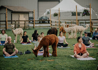 Alpaca Yoga - June 27th, 2026