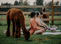 Alpaca Yoga - June 27th, 2026