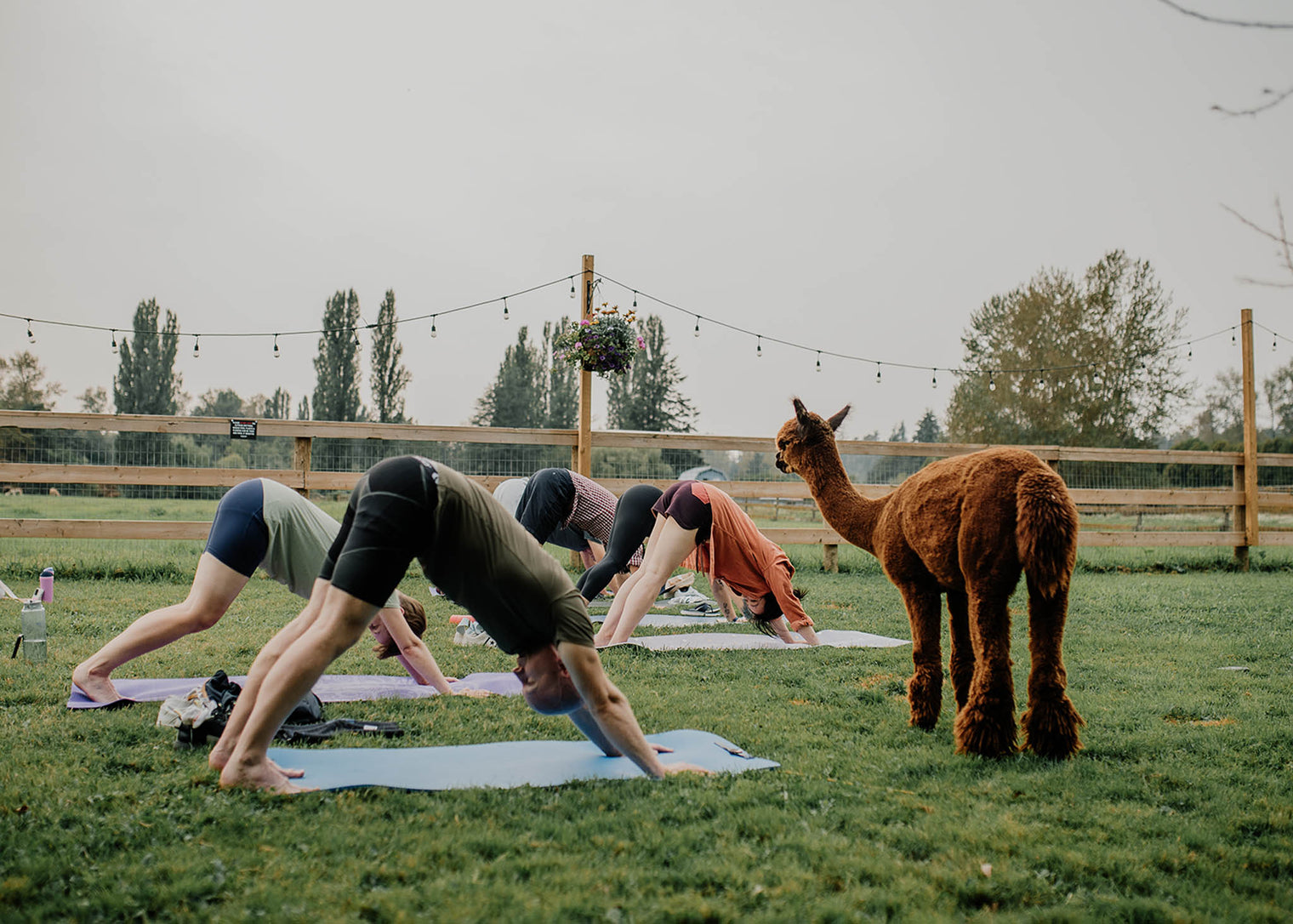 Alpaca Yoga - June 27th, 2026