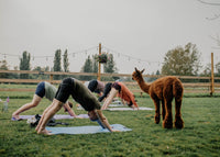 Alpaca Yoga - June 27th, 2026
