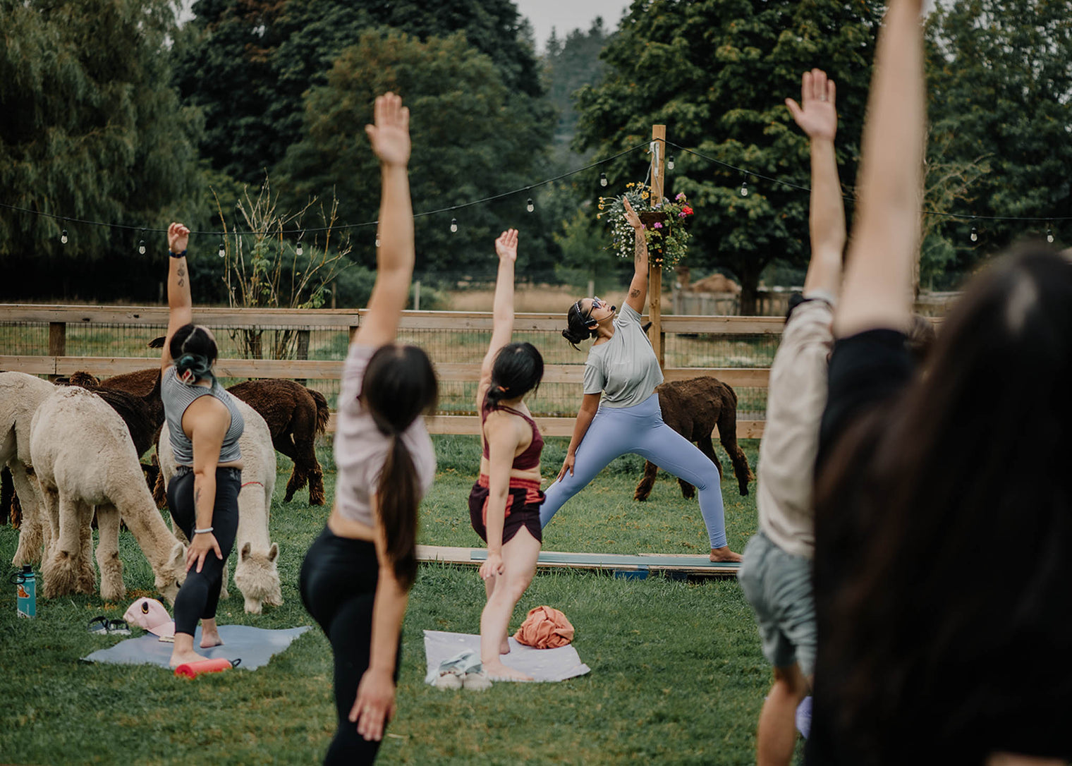 Alpaca Yoga - June 27th, 2026
