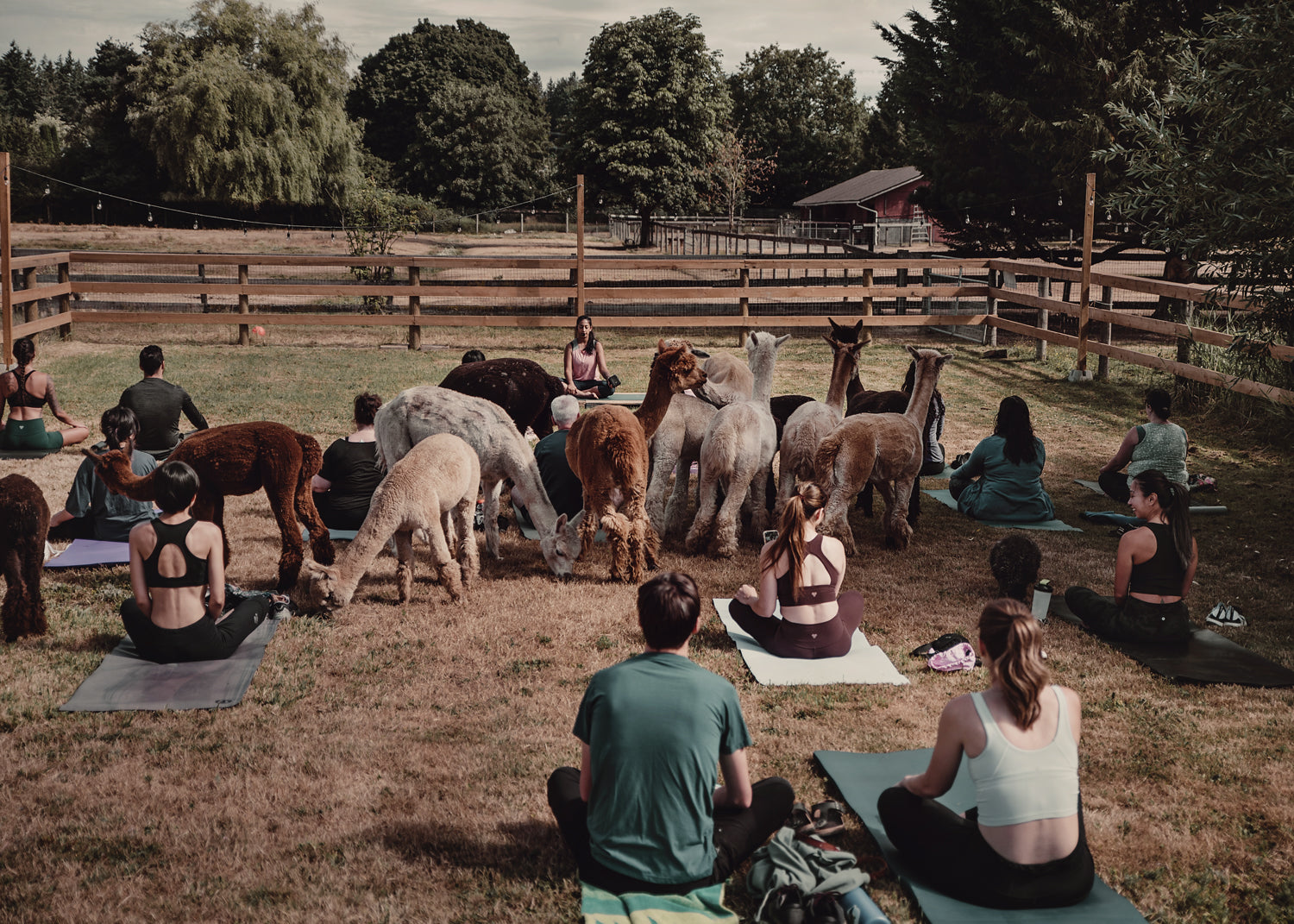 Alpaca Yoga - September 29th, 2026